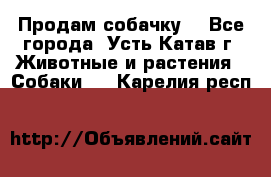 Продам собачку  - Все города, Усть-Катав г. Животные и растения » Собаки   . Карелия респ.